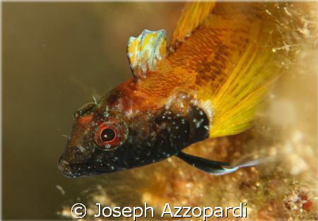 Black faced blenny. The body is elongated and spindle-sha... by Joseph Azzopardi 