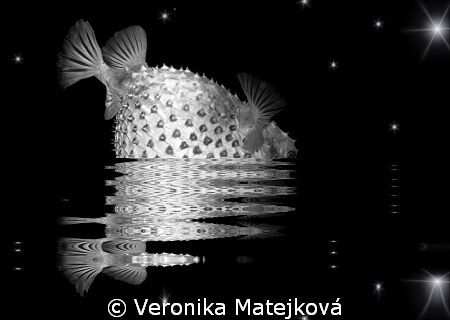 Fish with the stars. by Veronika Matějková 
