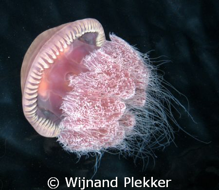 Jellyfish magic by Wijnand Plekker 