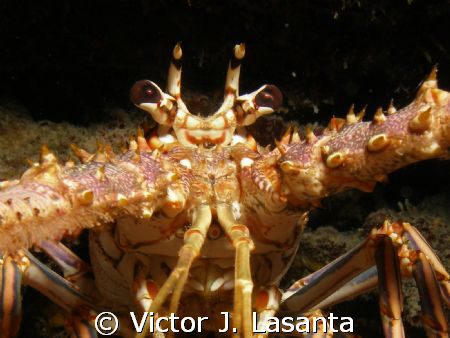 mad look of a Caribbean spiny lobster at the engine dive ... by Victor J. Lasanta 