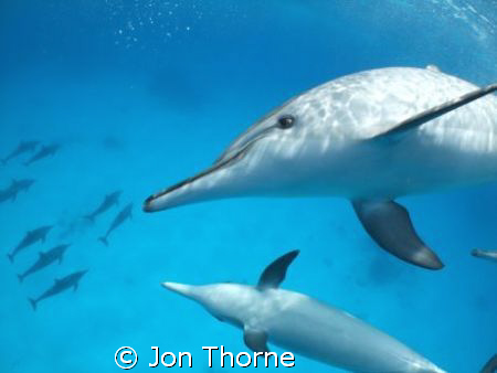 Playful Spinner Dolphins by Jon Thorne 