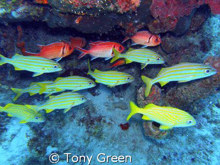 Grunts and soldiers together on a reef. by Tony Green 