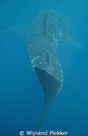 In the slipstream of a Whaleshark by Wijnand Plekker 