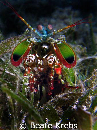 Mantis shrimp , taken at Wakatobi with Canon S70 and Clos... by Beate Krebs 