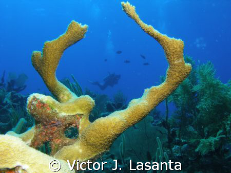 elk horn coral at the forest dive site in parguera area ,... by Victor J. Lasanta 