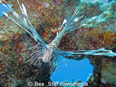 Young Lionfish (Pterois volitans) by Bea & Stef Primatesta 