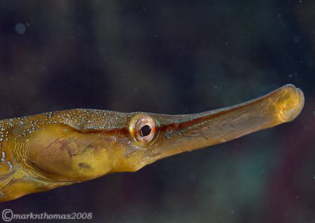 Snake pipefish.
Trefor Pier, N. Wales.
60mm. by Mark Thomas 