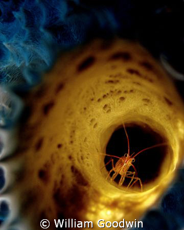 Peppermint shrimp in branching vase sponge ... a lighting... by William Goodwin 