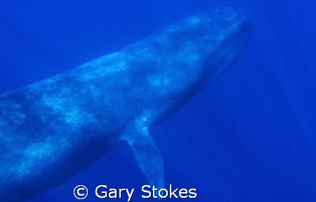 The Blue Whale up close and personal by Gary Stokes 