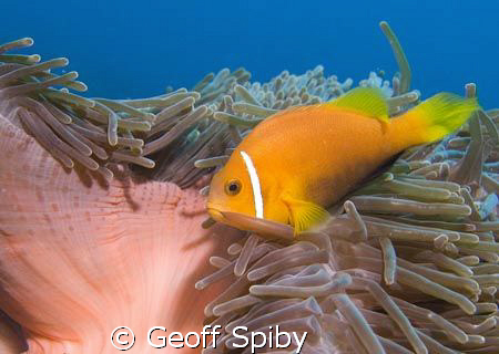 a clownfish hanging on in the current by Geoff Spiby 