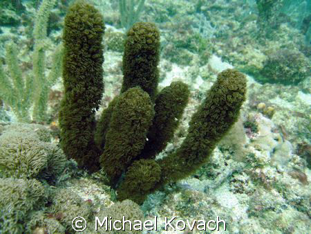 Some sort of fluffy sea rod on the reef off the Pelican B... by Michael Kovach 
