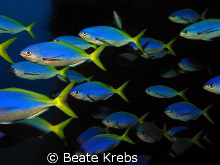 Blue and yellow fuselier, taken at Wakatobi with Canon S70 by Beate Krebs 
