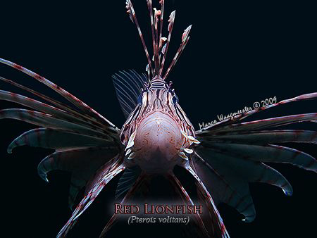 Red Lionfish (Pterois volitans) - Secret Bay, Bali (Canon... by Marco Waagmeester 