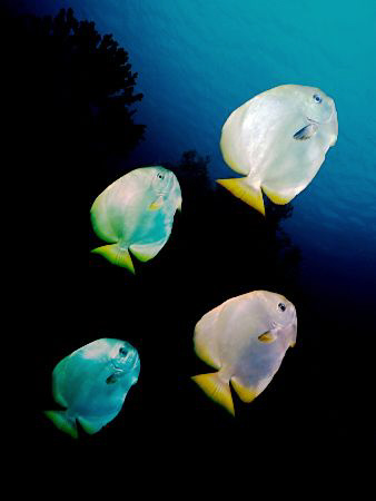 "Juvenil Batfish Quartett" A nice composition, which I wo... by Henry Jager 