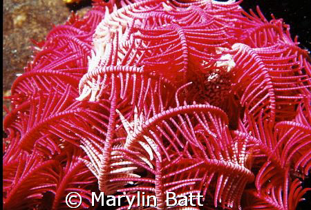 Really pretty HOT Pink Crinoid, have never seen this colo... by Marylin Batt 