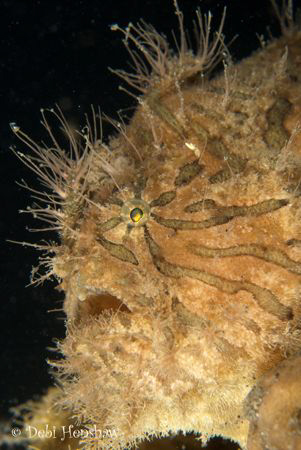Hairy Frogfish found in a community of 7! Yes 7 other fro... by Debi Henshaw 