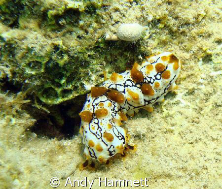 Juvenile Sea Cucumber in the Red Sea. 
Thanks for cleari... by Andy Hamnett 