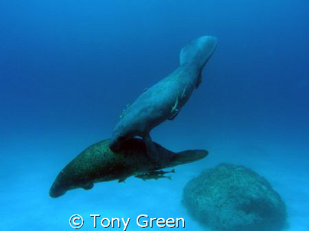 A rare distant snap of two manatees on a reef dive swimmi... by Tony Green 