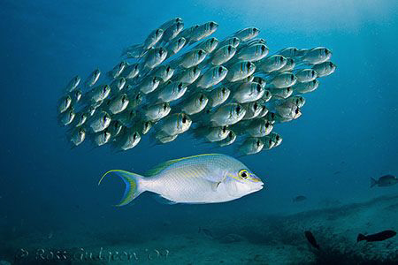 Rainbow Monocle-bream and school of Threadfin Pearl Perch... by Ross Gudgeon 