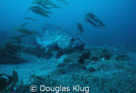 Giant in the Kelp. A black sea bass at Anacapa Island.  A... by Douglas Klug 