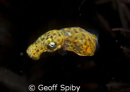 I think this is a juvenile bobtail squid. I know these gu... by Geoff Spiby 