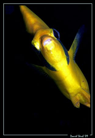 Curious lemon butterflyfish (chaetodon semilarvatus) :-) by Daniel Strub 