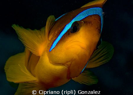 a brave anemonefish. Trying to get a diferent composition... by Cipriano (ripli) Gonzalez 