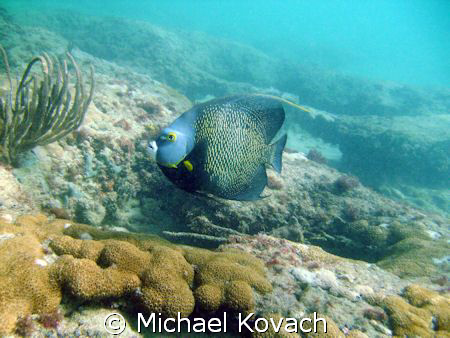 French Angelfish on the Inside Reef at Lauderdale by the Sea by Michael Kovach 