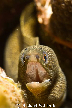 Golden Moray showing me how brave he is. by Michael Schlenk 