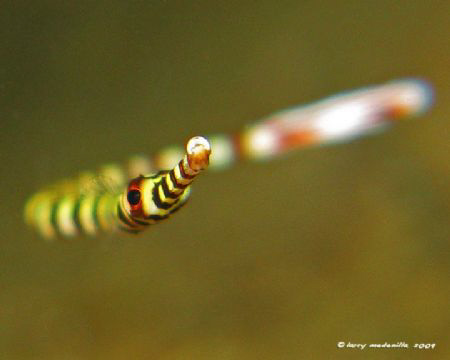 This playful juvenile banded pipefish was swimming back a... by Larry Medenilla 