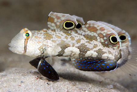 Signal Gobies. There are 2 of them, one behind the other.... by Erika Antoniazzo 