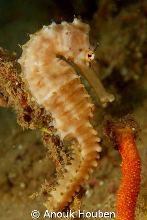 Our resident seahorse on the second reef off Negombo, Sri... by Anouk Houben 