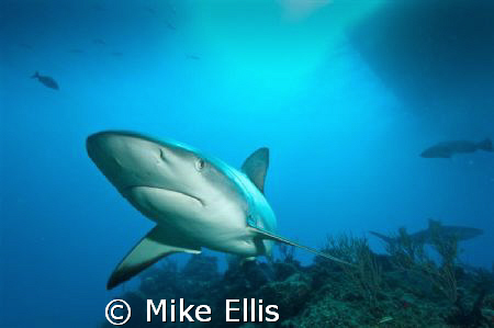 "maverick"  A lone Caribbean reef shark on patrol.
Littl... by Mike Ellis 