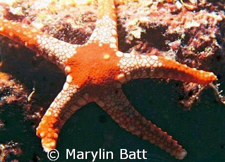 Striking red and white star fish, Atlantis Resort.
Nikon... by Marylin Batt 
