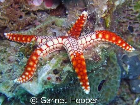Starfish taking it easy... Fuji e900 on macro setting in ... by Garnet Hooper 