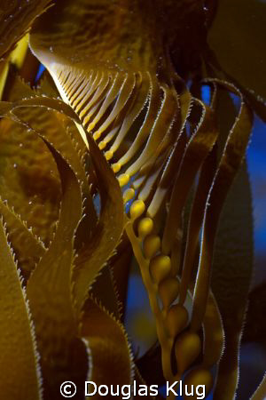 Twist.  New growth kelp rises towards the sun.  Image cap... by Douglas Klug 