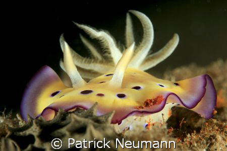 Nudi from Papua, Milne Bay Liveaboard with Spirit of New ... by Patrick Neumann 