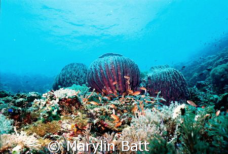 3 huge sponges top the reef the going off into the blue.
... by Marylin Batt 