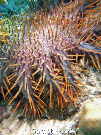 Crown of thorns starfish (Acanthaster planci) on the prow... by Garnet Hooper 