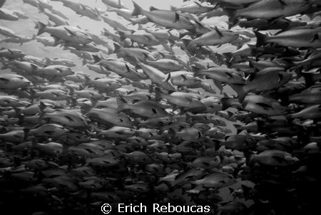 A small fraction of the schooling snappers at Shark Reef,... by Erich Reboucas 