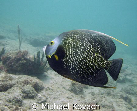 French Angelfish on the Inside Reef at Lauderdale by the ... by Michael Kovach 