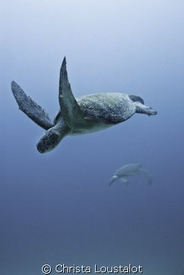 Sea Turtles dancing at Cocos by Christa Loustalot 