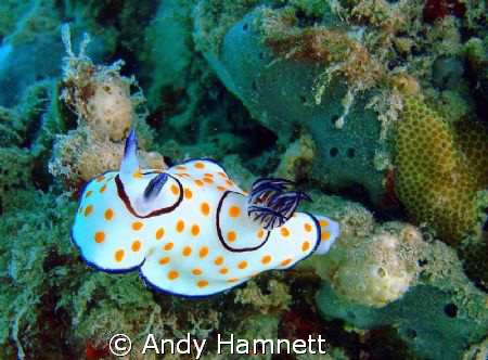 Nudi on coral by Andy Hamnett 