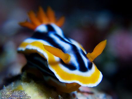 Chromodoris Maganifica, shallow depth-of-field - Nusa Pen... by Marco Waagmeester 