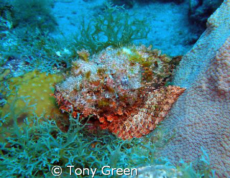 Scorpion fish on a nite dive. by Tony Green 