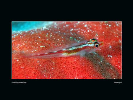 Mozambique host goby (length up to 3cm) on red sponge cor... by Sean Cooper 