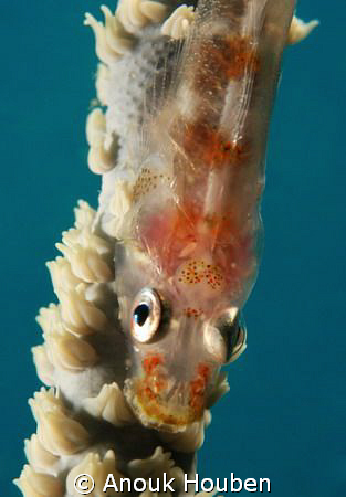 Whip coral goby. Picture taken on the second reef off Neg... by Anouk Houben 