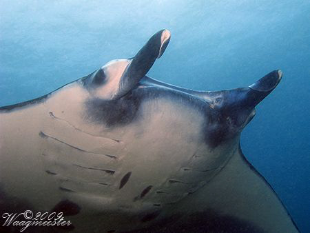 'Close up but wide angle' (Manta birostris) - Nusa Penida... by Marco Waagmeester 