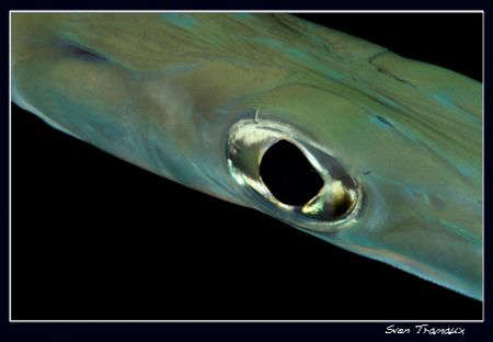 Cornetfish by Sven Tramaux 