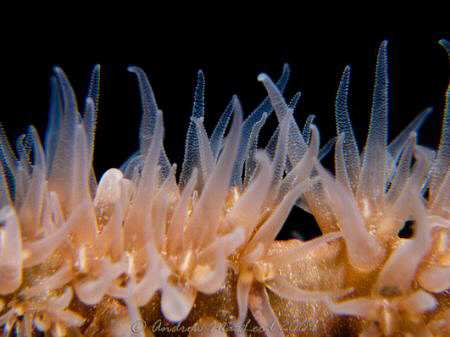 Whip coral close up. Canon G10, Inon S200, twin stack mac... by Andrew Macleod 
